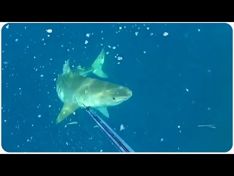 Tiger Shark Stalks Scuba Divers | Adventures in Spearfishing