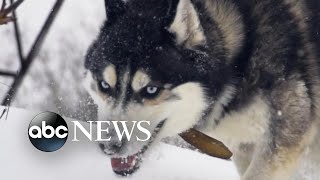 Dog sledding, another sport facing doping scandals, abuse allegations