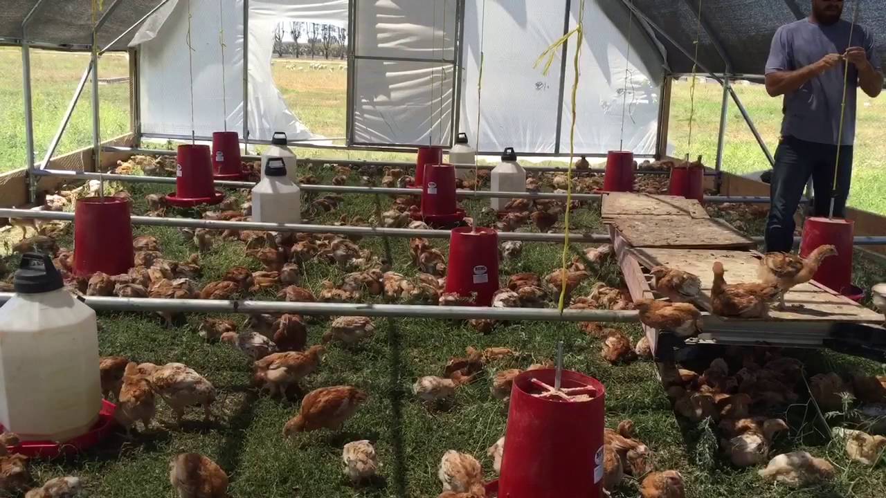 Chickens live outside on green pasture YouTube