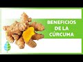 CÚRCUMA: Propiedades, BENEFICIOS y Cómo tomarla 🧡🌱