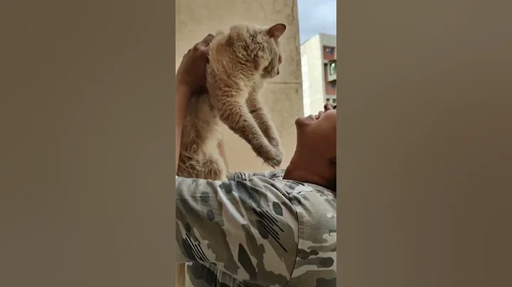 Watch the video about #cats#catsshorts#catsyoutube#catslover #mainecoon #catlife #mainecooncat#mainecoonmix#catsvideo