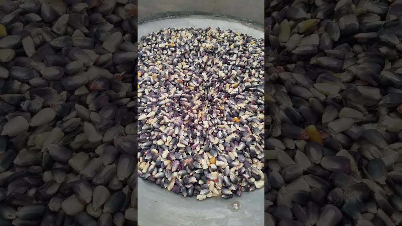 Corn Mill Hopper and Shoe s5