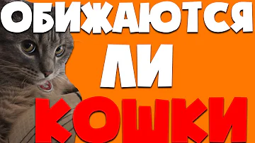 Обижаются ли кошки? | Почему кошки обижаются | Интересные факты