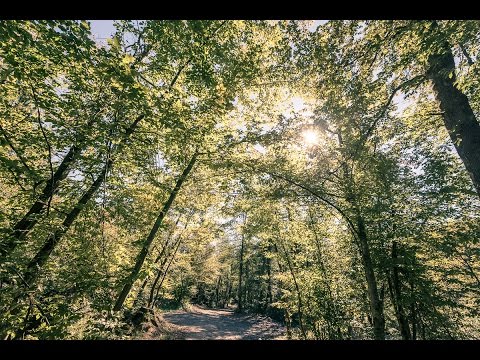 Video: Mnogo Označeno Drevo Merilo Razlike Za Primerjavo 