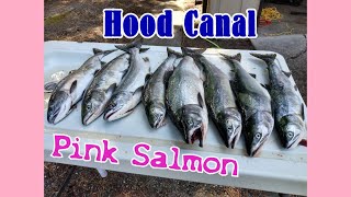 Hood Canal Pink Salmon