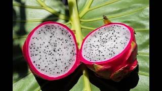 Pakistan Sees First Successful Trial Cultivation of Dragon Fruit 26-06-2026