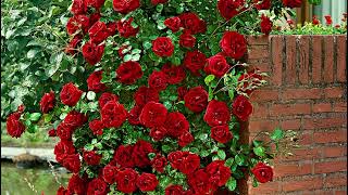 Nadiriler Memet Inan Mevlidi Şerif