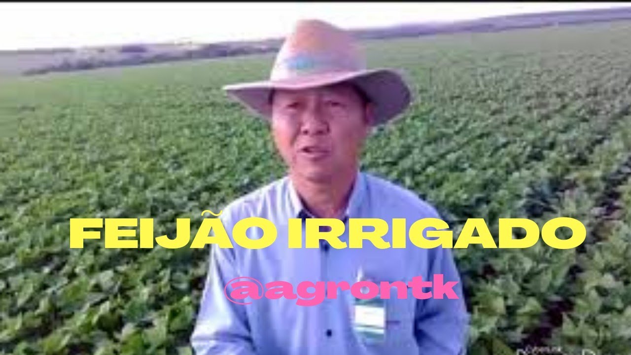 13. CULTIVO de FEIJÃO  IRRIGADO