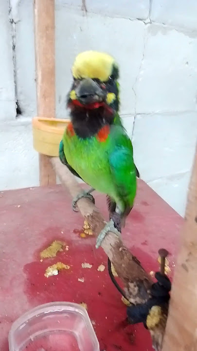 burung takur jinak gacor