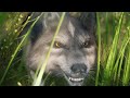 Wolf game the wild kingdom  story game movie