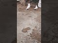 kalduma joda #kaldumapigeon