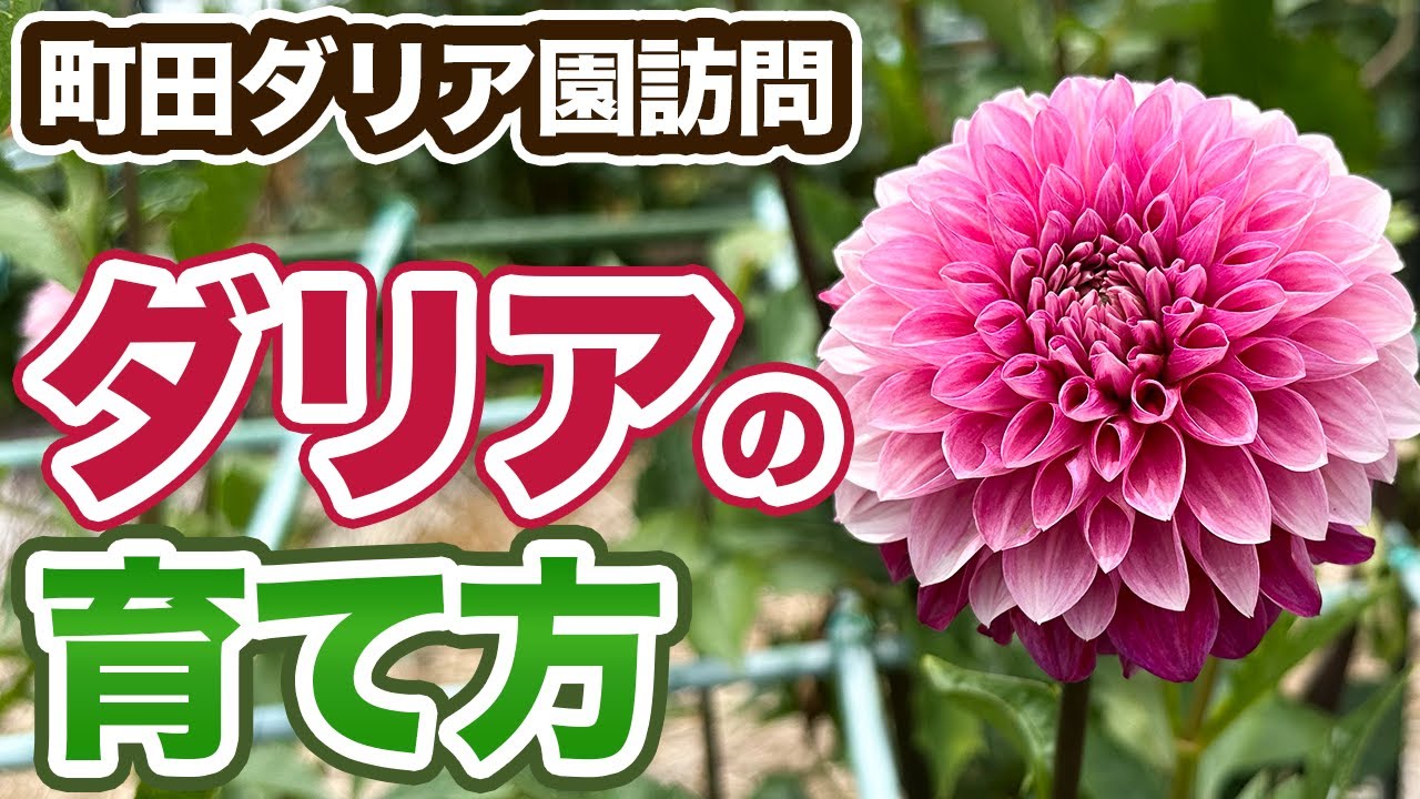 500 varieties, 4,000 plants] We asked about the charm of dahlias
