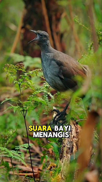 Bird of 1000 sounds 😮 #feedshorts #birdsong #trendingshorts