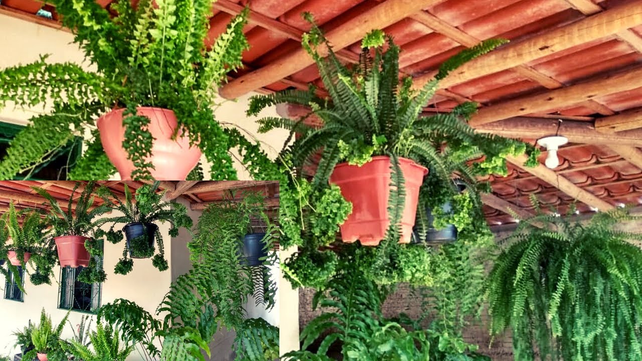 Mostrando a Minha Coleção de Samambaias