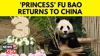 China News | First Panda Born From Natural Breeding In South Korea Returns To China | Fu Bao | N18V