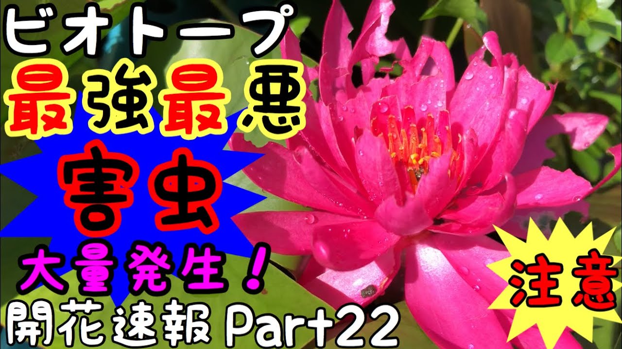 残り僅か 睡蓮 蓮 ビオトープ 睡蓮ビオトープ2024 ～長月 観察記 其の壱～｜ちばんぶー9の備忘録
