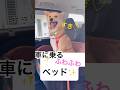 #PR#Lealchum#リアルチャム#ドライブボックス#ドライブシート＃犬グッズ＃保護犬と暮らす楽天市場