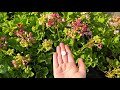 Финальная летняя подкормка для герани, для пышного и яркого цветения