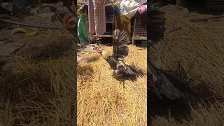 #aseelmurga 🐓🐓#shorts #petvlog #chicken #birds #dailyvlog #hens #animals #aseelfightermurga #farming