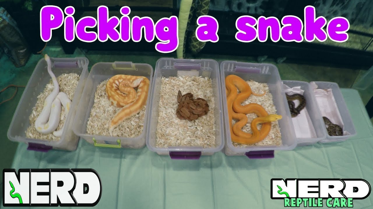 Pick The Best Pet Snake - Snake Care Guide