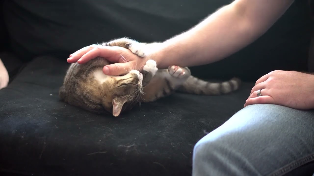 How to Teach Your Cat to Play Gently · The Wildest