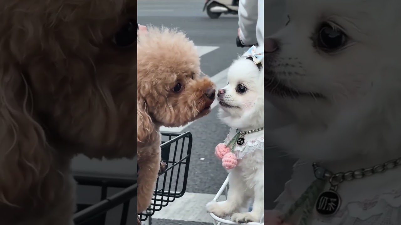 地位不高，胆子不小！#DogLife #BikeRideWithDogs #AdorablePets #DogSquad #CuteDogs #BichonFrise #Pomeranian #Dog