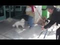 Help! My dog is afraid of men! (Part 1) Help! My dog is afraid of men! (Part 1)