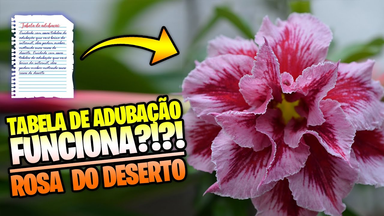 TABELA DE ADUBAÇÃO para rosa do deserto: FUNCIONA ou NÃO?