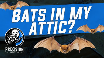 How Bats Get Into Your Attic | Real Home Walk-Thru