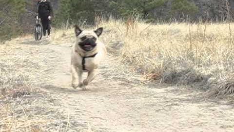 THE FASTEST PUG IN THE WORLD