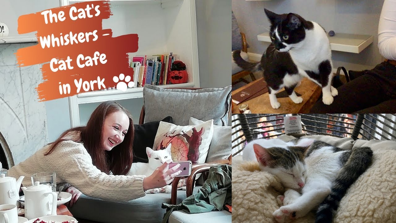 Cat Cafe In York Minster Northern Lights Show And Early Birthday Celebrations Life Of Pippa Youtube