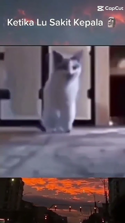 kucing bilang:mana paramex