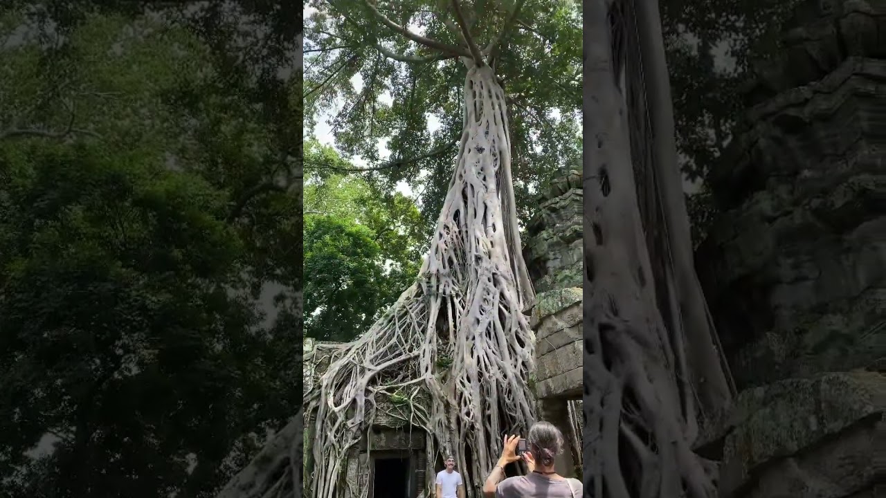 Ta Prohm Temple ( Tomb Raider) 