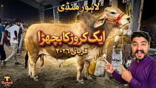 Cow Mandi Lahore desi Sahiwal Cholistani ablak Bachre Qurbani 2026 Sajjad Lahori shoq Lahore Mandi