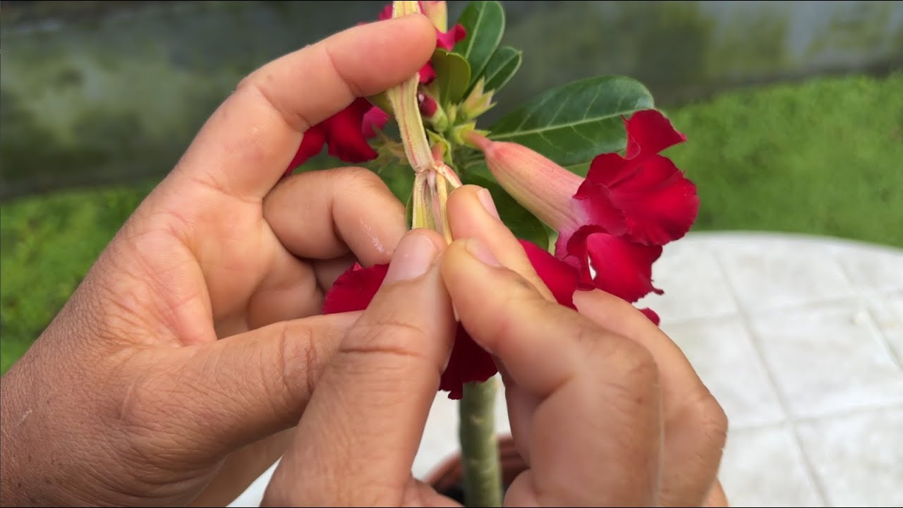 SEMENTES DE GRAÇA DE ROSA DO DESERTO | COMO POLINIZAR PASSO A PASSO