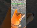 海が怖すぎる柴犬#柴犬 #shiba #shorts #リンパン
