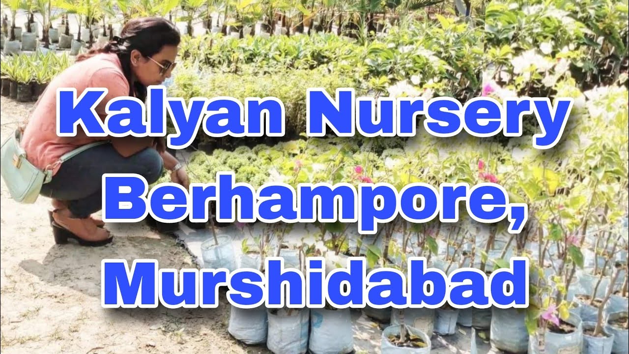 Kalyan Nursery One of the Biggest Plant Nursery in Murshidabad YouTube