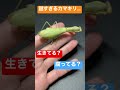 頭は腐敗してるのに体は生きてるカマキリがやばすぎる…