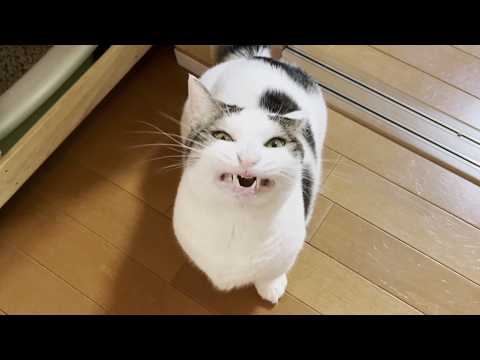 -愛と幸福を置く猫- The three siblings we rescued looked anxious, but tried