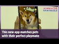 This new app matches pets with their perfect playmate|Taiwan News