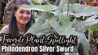 All About Philodendron Silver Sword  / hestatum - EZ Care & Guide , Tropical Foliage Plant, Aroids