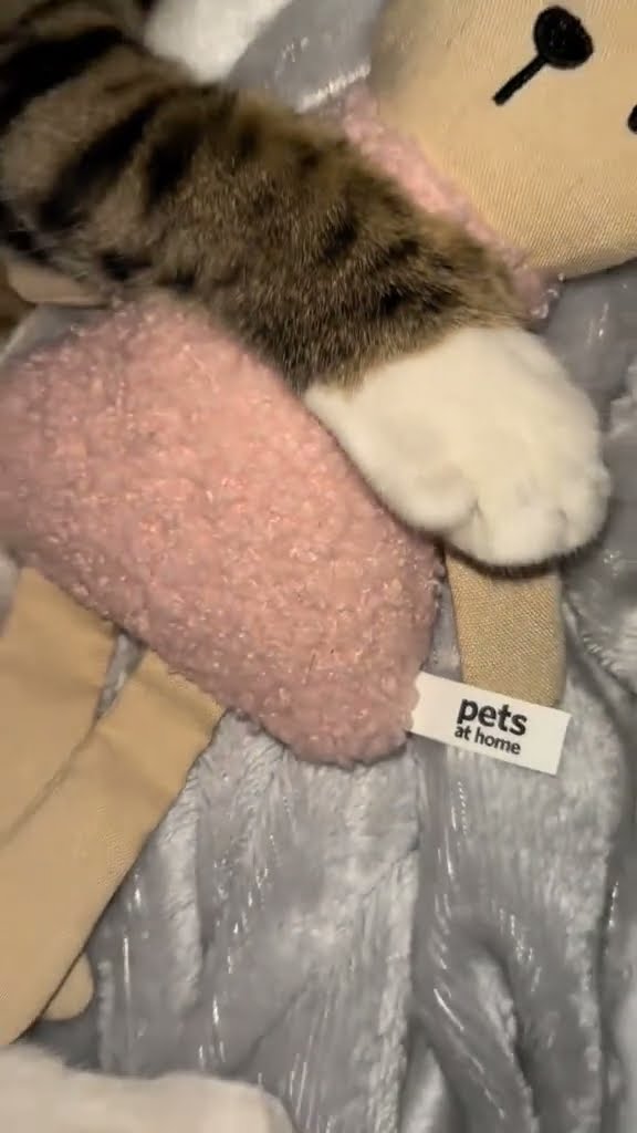 Top des vidéos très mignon ♥️ ❄️ ♥️ ❄️ ♥️