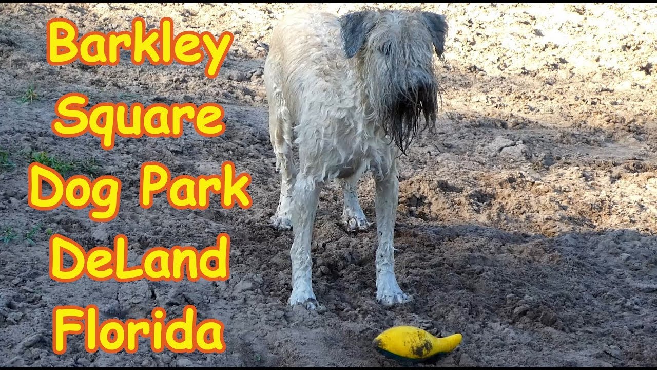 There Is A Dog Wash At Barkley Square Dog Park DeLand Florida! YouTube