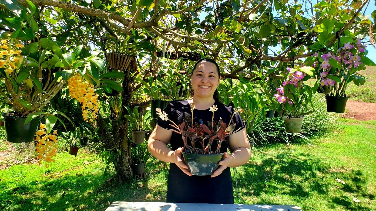 Como PLANTAR e CULTIVAR a ORQUÍDEA LUDÍSIA DISCOLOR a Orquídea Pipoca | Juliane Becker