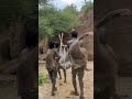Hunters of the Wild – African Tribal Men Carry Deer with Pride #TribalHunt#TribalLife #SurvivalWay"
