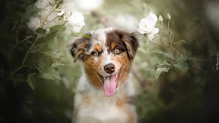 The Benefits of Relaxation and Massage for Australian Shepherds