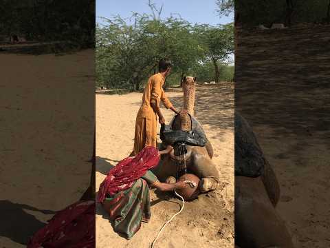 الر ج ل م ر ت اح ل ه ذ ا الن س خ ة الق ر و ي ة و الج م ل أ ص ب ح ب ح ال ج ي د ة