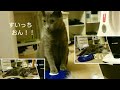 すいっち おん❗❗ (Switch On❗❗) (ロシアンブルー RussianBlue)
