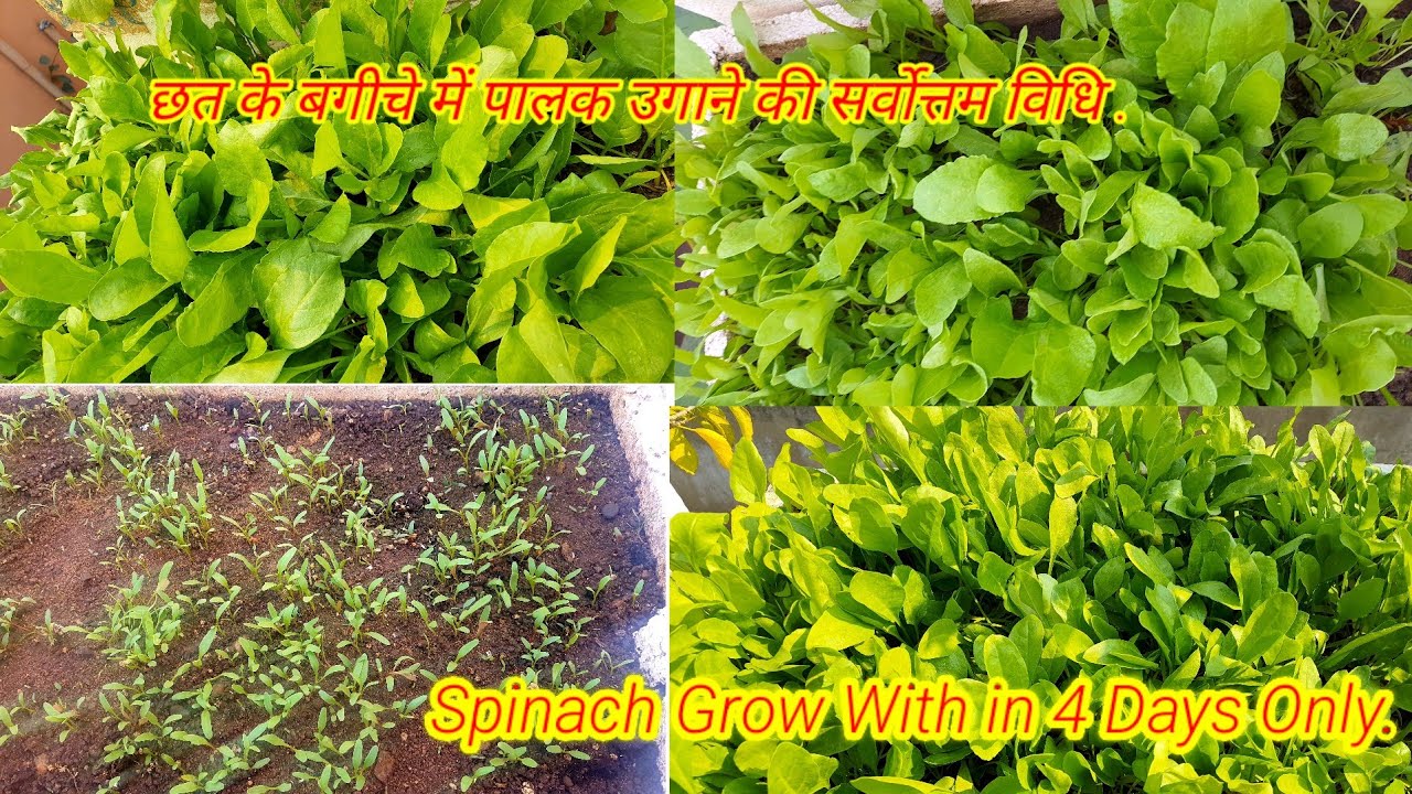 Spinach growing within 4 days.sabse best technique to grow Spinach