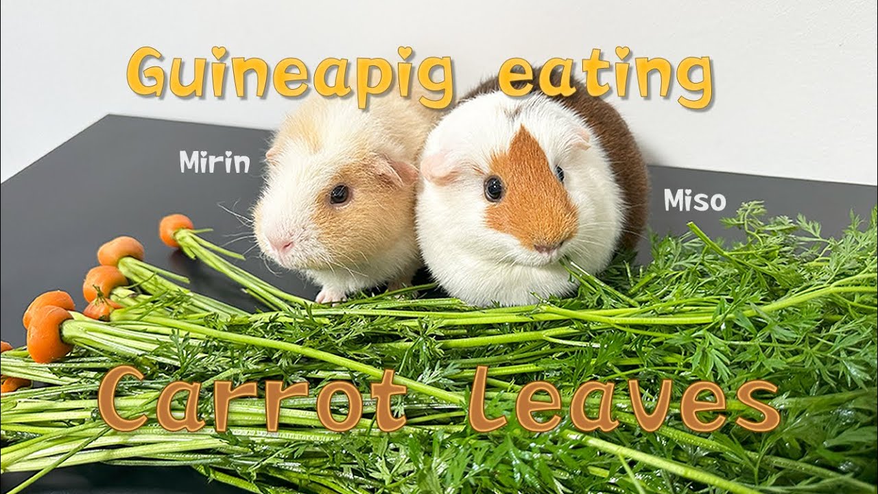 【EATING BROADCAST】Guinea pigs eating Carrot Leaves - YouTube - Guinea Pig Snacking With Leaves